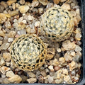 Mammillaria sanchez mejoradae
