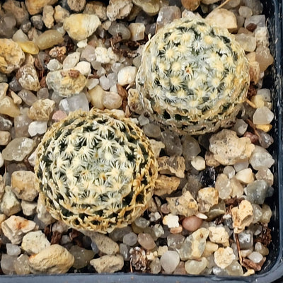 Mammillaria sanchez mejoradae
