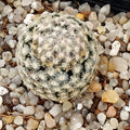 Mammillaria sanchez-mejoradae