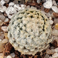 Mammillaria sanchez mejoradae