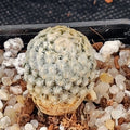 Mammillaria sanchez mejoradae