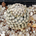 Mammillaria sanchez-mejoradae