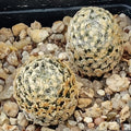 Mammillaria sanchez mejoradae