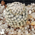 Mammillaria sanchez-mejoradae