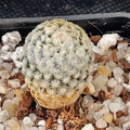 Mammillaria sanchez mejoradae