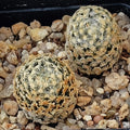 Mammillaria sanchez mejoradae
