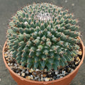 Mammillaria sempervivi