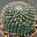 Mammillaria sempervivi
