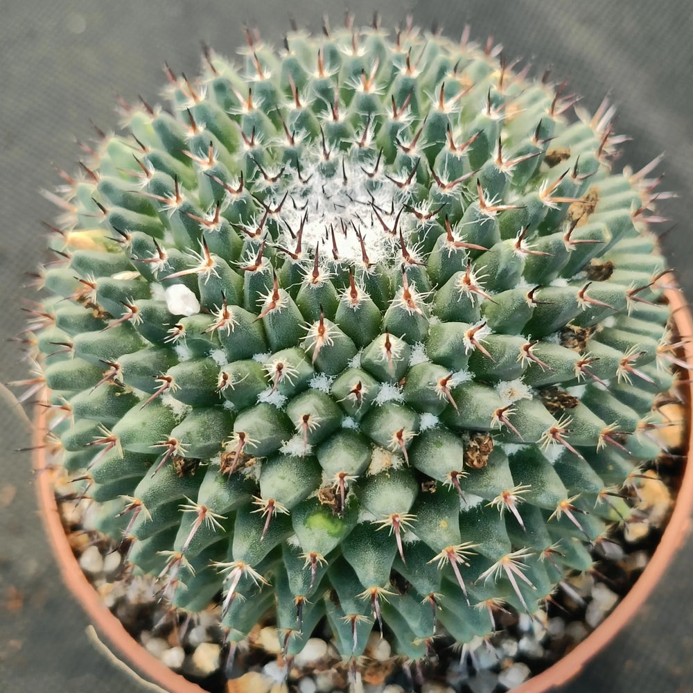 Mammillaria sempervivi