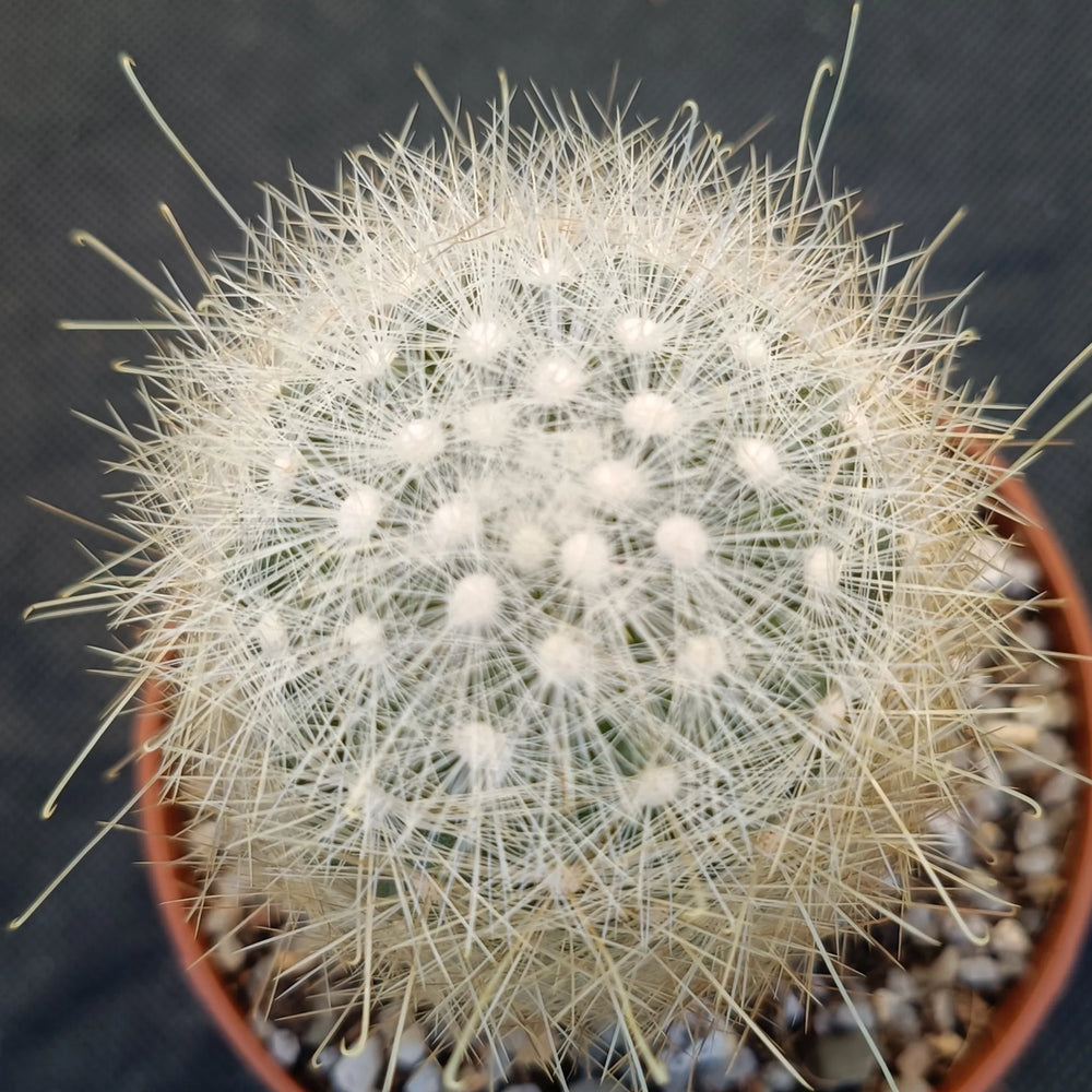 Mammillaria senilis