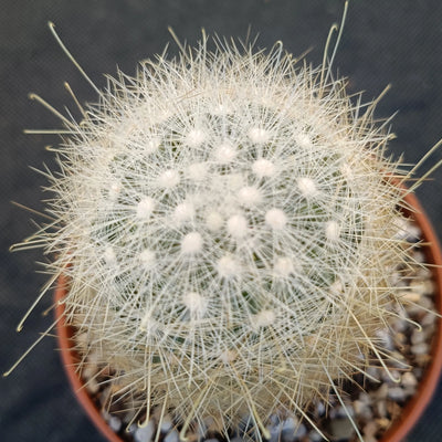 Mammillaria senilis