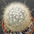 Mammillaria senilis