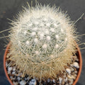 Mammillaria senilis