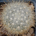 Mammillaria senilis albiflora