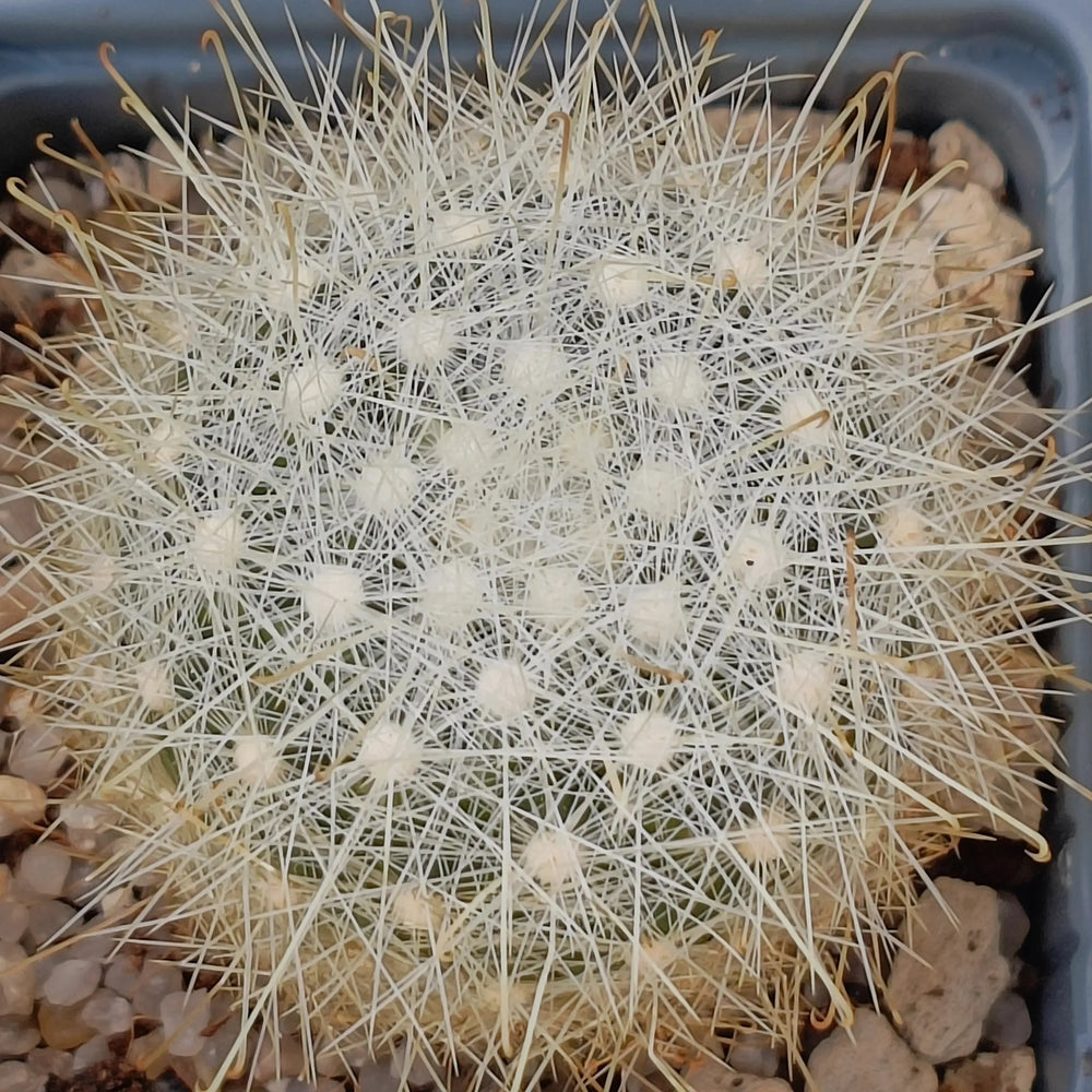Mammillaria senilis albiflora