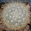 Mammillaria senilis albiflora