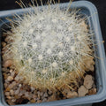 Mammillaria senilis albiflora