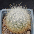 Mammillaria senilis albiflora