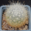 Mammillaria senilis albiflora