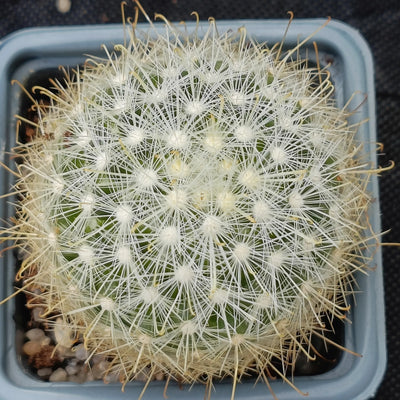 Mammillaria senilis albiflora