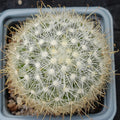 Mammillaria senilis albiflora