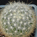 Mammillaria senilis albiflora