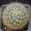 Mammillaria senilis albiflora