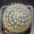 Mammillaria senilis albiflora