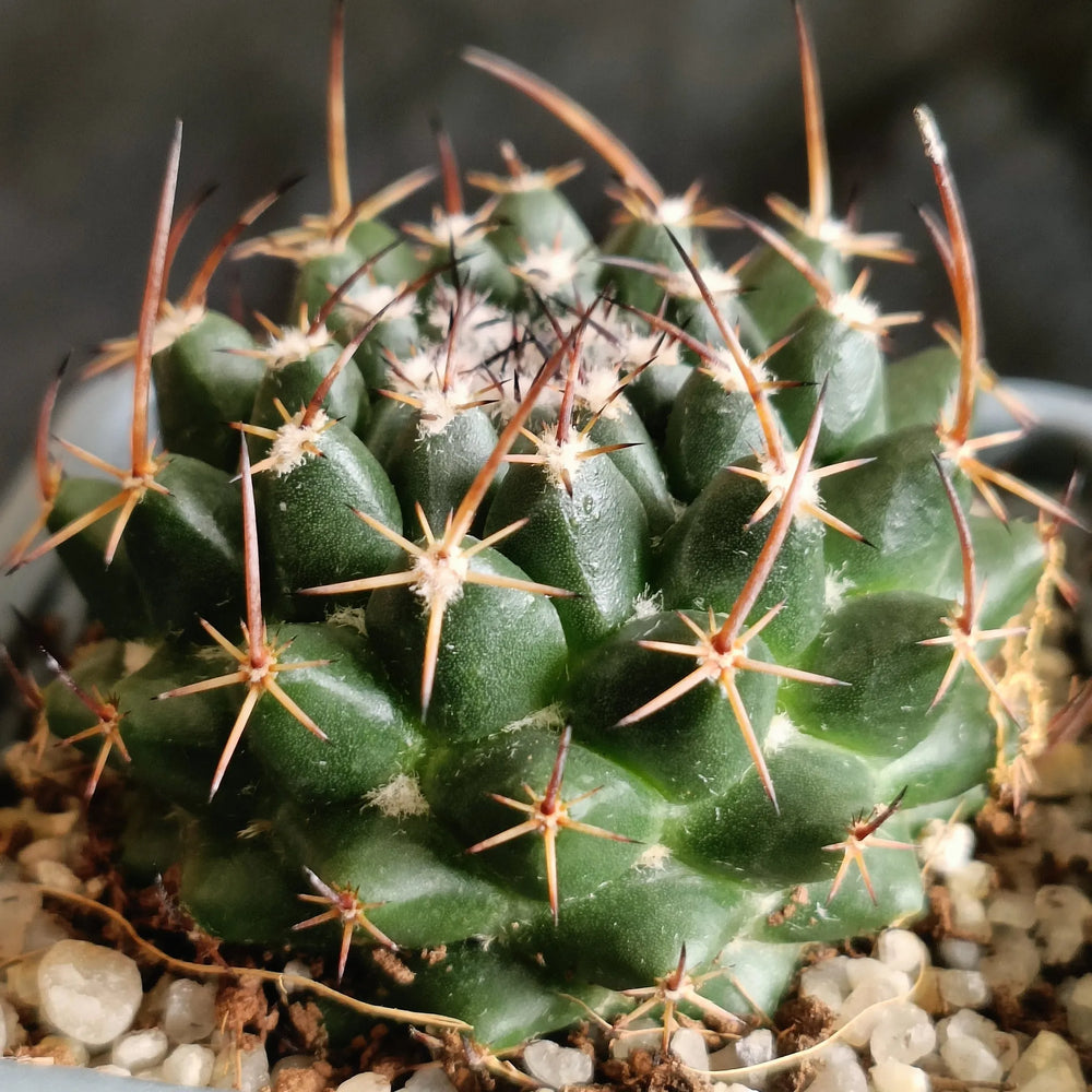 Mammillaria sonorensis var tesopacensis