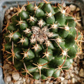 Mammillaria sonorensis var tesopacensis