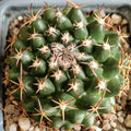 Mammillaria sonorensis var tesopacensis