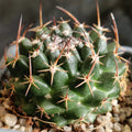 Mammillaria sonorensis var tesopacensis