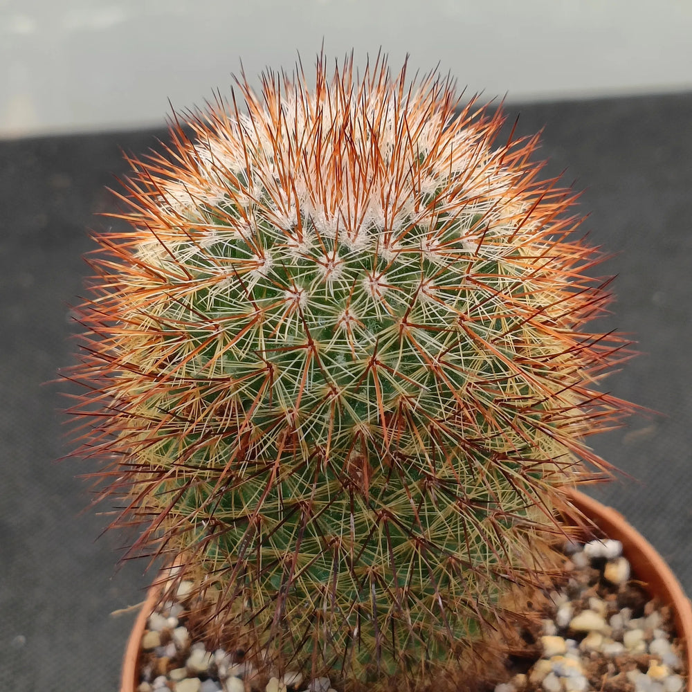 Mammillaria spinosissima