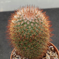 Mammillaria spinosissima