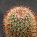 Mammillaria spinosissima