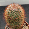 Mammillaria spinosissima