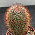 Mammillaria spinosissima