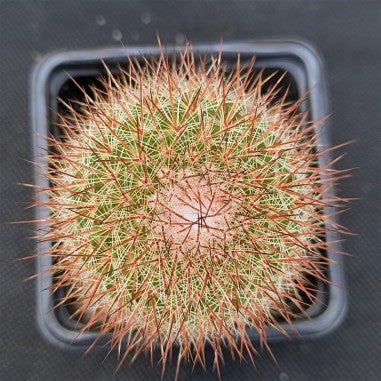 Mammillaria spinosissima