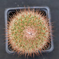 Mammillaria spinosissima
