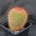 Mammillaria spinosissima