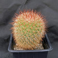 Mammillaria spinosissima