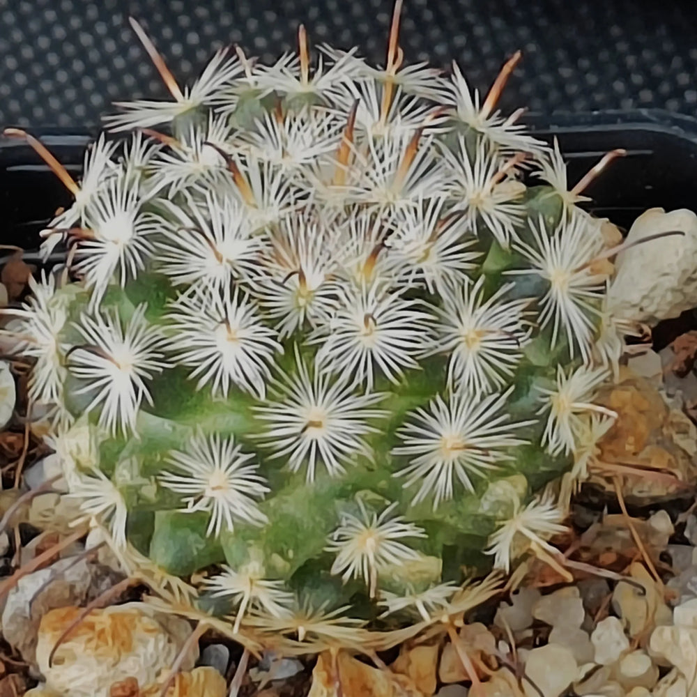 Mammillaria stella-de-tacubaya