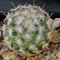 Mammillaria stella-de-tacubaya