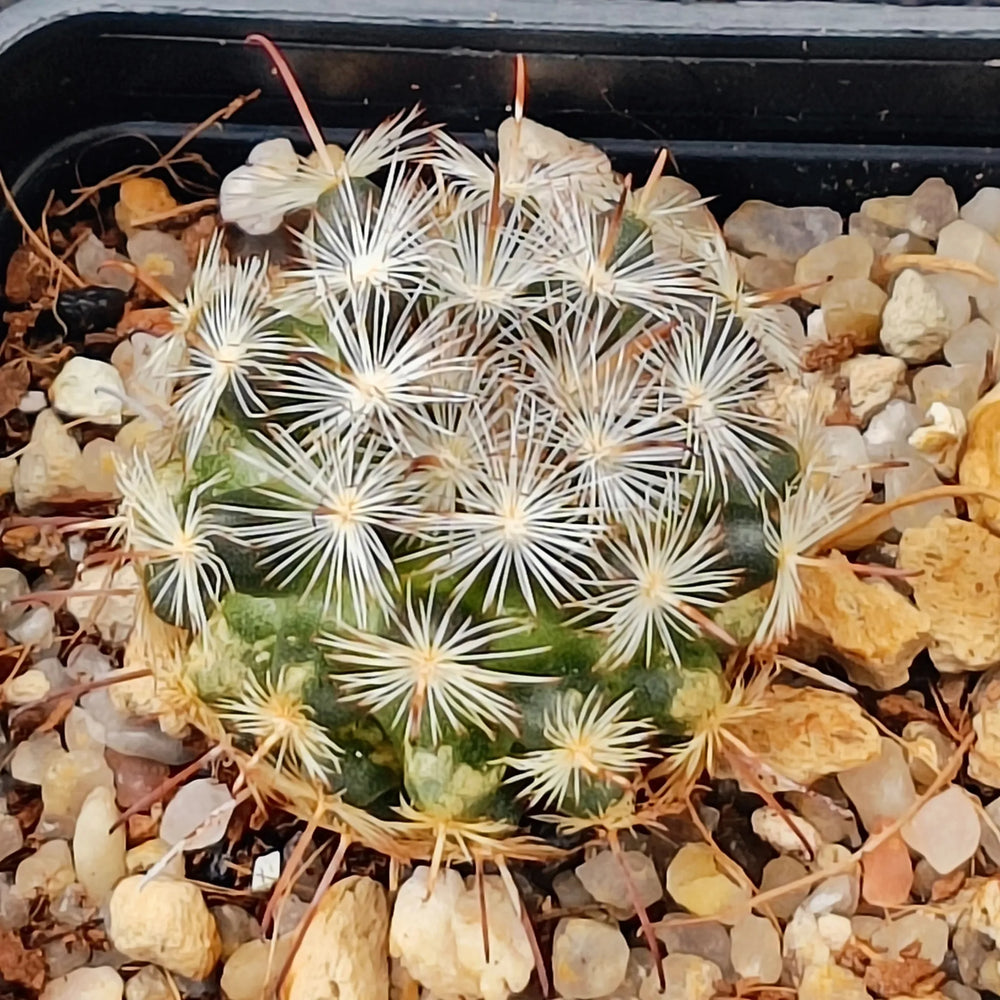 Mammillaria stella-de-tacubaya