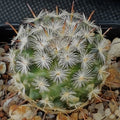 Mammillaria stella-de-tacubaya