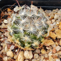 Mammillaria stella-de-tacubaya