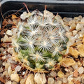 Mammillaria stella-de-tacubaya