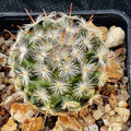 Mammillaria stella-de-tacubaya
