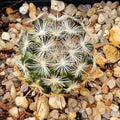 Mammillaria stella-de-tacubaya