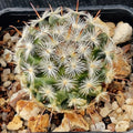 Mammillaria stella-de-tacubaya